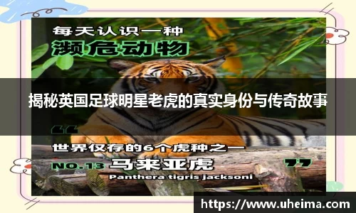 揭秘英国足球明星老虎的真实身份与传奇故事